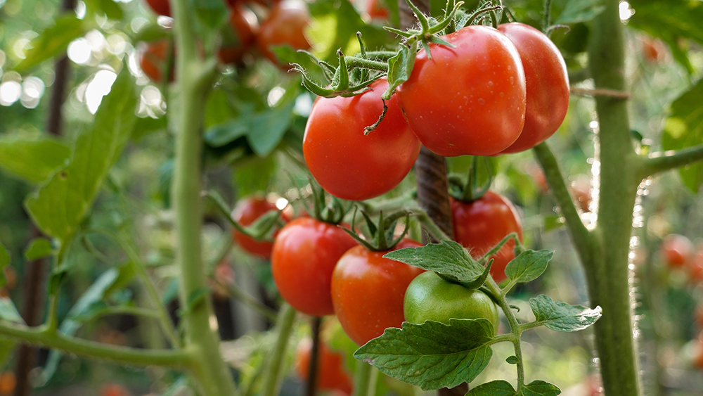 tomaten Tomatenpflanze