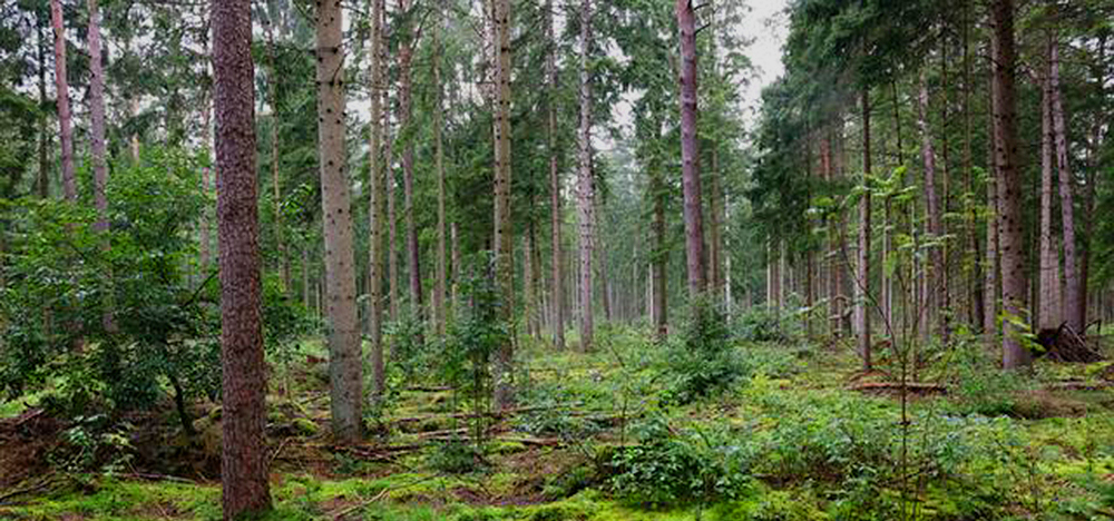 wald Wald