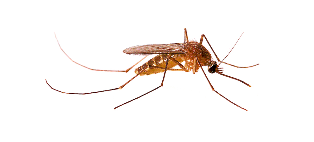 malaria Malaria